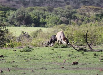 kenya/maasai-mara-national-reserve/attraction/olare-orok-conservancy