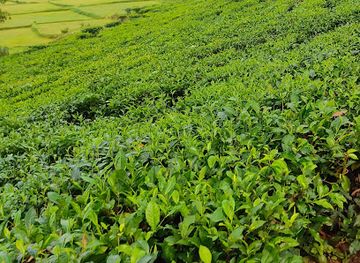 bangladesh/sylhet-division/attraction/malnicherra-tea-estate