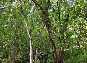 curacao/boka-tabla/attraction/mondi-di-mango