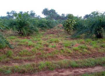 liberia/cape-mount/attraction/adara-farms
