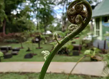 Dr. Art Whistler Memorial Garden