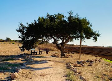 cyprus/nissi-beach/attraction/tree-of-lovers