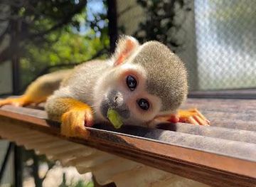 japan/awa/attraction/tokushima-zoo