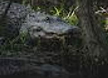 louisiana/honey-island-swamp/attraction/boating-adventures-louisiana-tours-and-adventures-tchefuncte-capt-mike