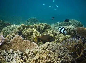 Palolo Deep Marine Reserve