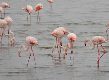 namibia/swakopmund/attraction/flamingo-lagoon