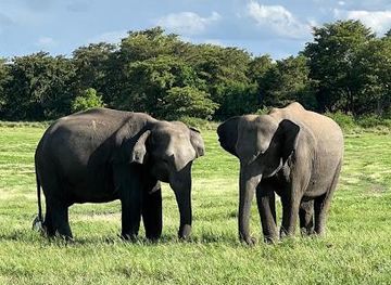 sri-lanka/anuradhapura/attraction/minneriya-national-park-jeep-safari