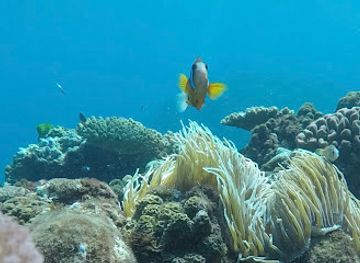 vanuatu/isangel/attraction/circus-reef