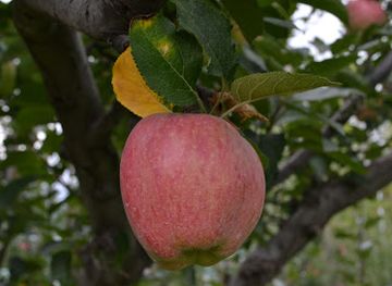 india/gulmarg/attraction/gulmarg-apple-garden