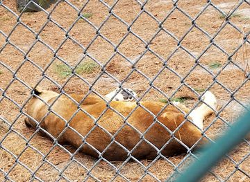 new-jersey/north-jersey/attraction/popcorn-park-animal-refuge