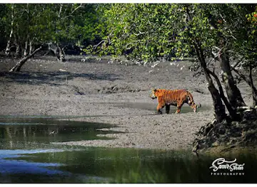 Sundarban Wildlife Tourism | Tiger Safari India | Wildlife tours | Red Panda Tourism | Tiger tours | Red Panda Expedition