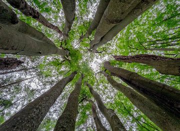 poland/słowiński-national-park/attraction/kepa-bukow-pomnik-przyrody