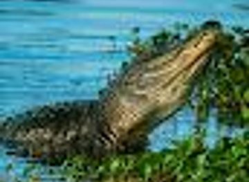 florida/juniper-springs-recreation-area/attraction/fountain-of-youth-eco-history-tours
