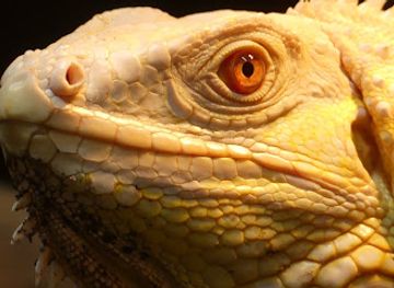 france/midi-pyrenees/attraction/padiparc-parc-zoologique