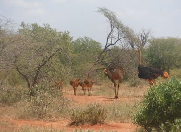 kenya/tsavo-national-park/attraction/south-point-sek-asal