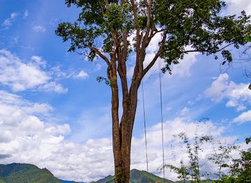 thailand/pai/attraction/big-tree-swing