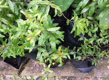 barbados/saint-michael/attraction/myone-urban-gardens-eagle-hall-st-michael-barbados