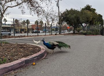 california/santa-clara/attraction/emma-prusch-farm-park