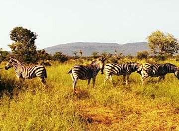 south-africa/pilanesberg-national-park/attraction/madikwe-game-reserve
