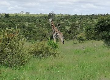 south-africa/bushveld/attraction/manyeleti-game-reserve