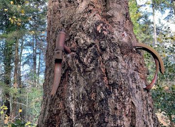 washington/bremerton/attraction/old-bicycle-in-the-tree
