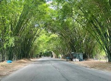 jamaica/treasure-beach/attraction/holland-bamboo