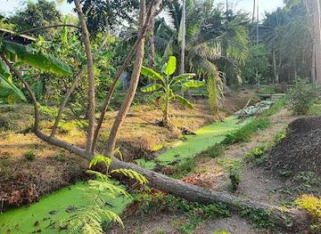 thailand/bangkok/attraction/bang-kachao