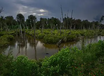 Mabamba Swamp Shoebill Watching[GREATEST IN THE GAME DEFINED BY EXPERIENCE]