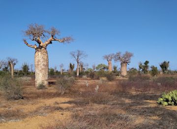 madagascar/atsimo-andrefana/attraction/ifaty-baobob-tree-reniala-nature-reserve