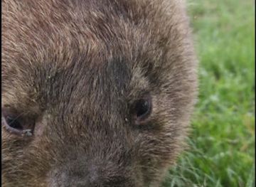 australia/western-new-south-wales/attraction/taralga-wildlife-park