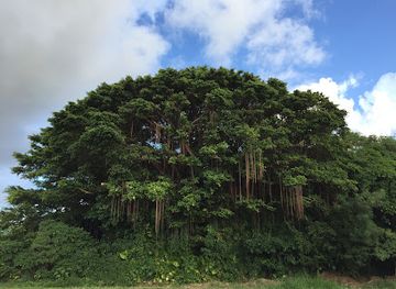japan/ishigaki-island/attraction/kijimuna-no-yadoru-mori