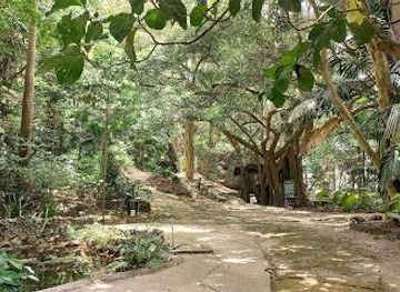 barbados/cherry-tree-hill/attraction/welchman-hall-gully