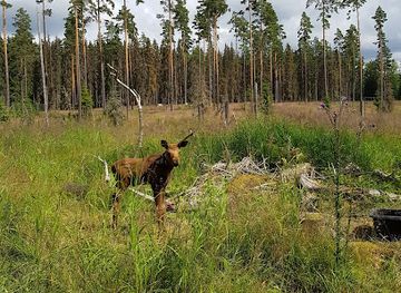 sweden/varmland/attraction/varmlands-moose-park