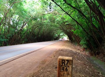 paraguay/alto-parana-plateau/attraction/tunnel-of-trees-santa-rita
