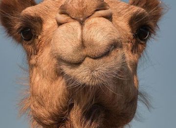 jordan/wadi-rum/attraction/alkhazali