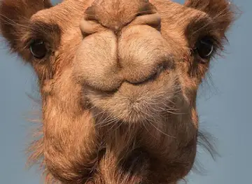 الخزعلي