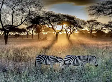 Chalema Tanzania Safaris