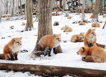 japan/zao-onsen/attraction/zao-fox-village