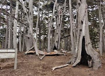 california/monterey/attraction/the-crocker-cypress-grove