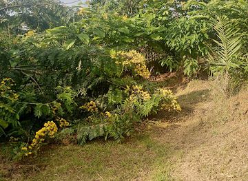 cameroon/west-region/attraction/ifp-agrotech-cameroon-botanical-garden