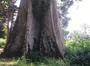 Amakama Wooden Cave