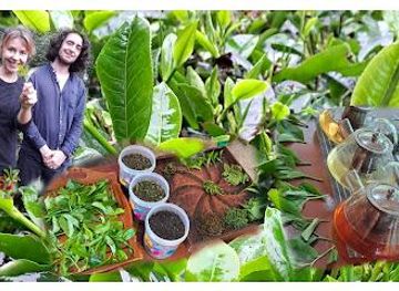sri-lanka/hill-country/attraction/ella-organic-tea-garden