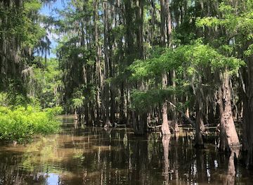 louisiana/caddo-lake-state-park/attraction/mystique-tours-on-caddo-lake