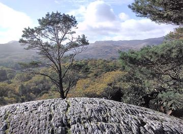 ireland/beara-peninsula/attraction/pooleen-wood