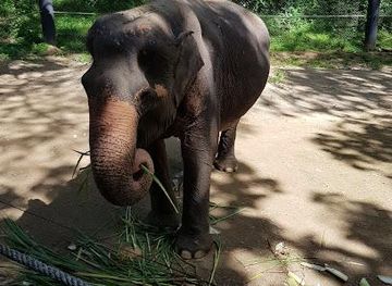 thailand/hua-hin/attraction/wildlife-friends-foundation-thailand-wfft