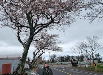 south-korea/jeju-city/aewol/attraction/cherry-blossom-tunnel