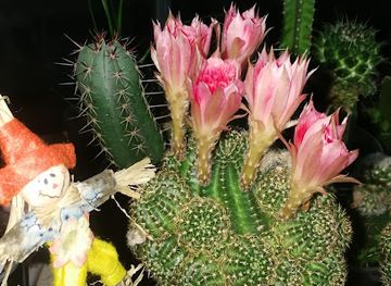 thailand/rayong/attraction/suan-kaekatas-of-road-tam-roi-pho