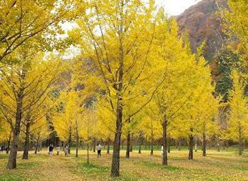 south-korea/gangwon-province/attraction/hongcheon-ginkgo-forest