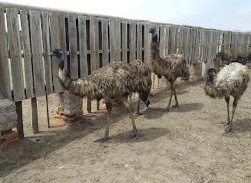peru/chiclayo/attraction/zoocriadero-de-aves-gigantes