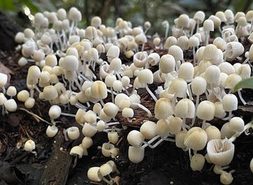 belize/dangriga/attraction/balum-trailhead